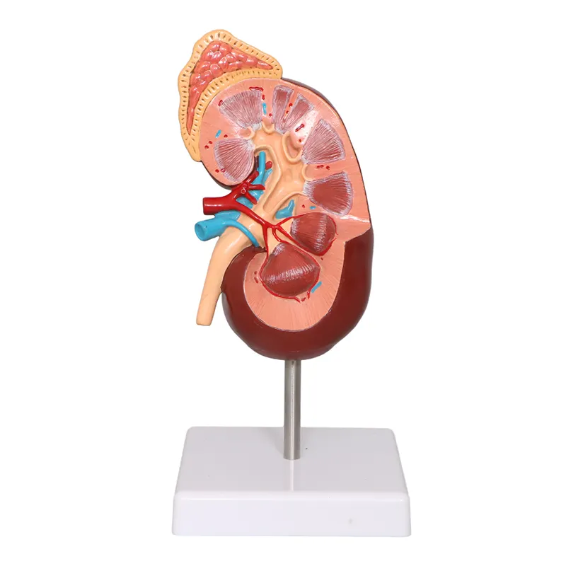 Human kidney model urinary system endocrine analysis Medical model kidney anatomy model