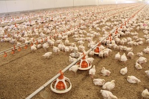 Gia cầm nông nghiệp thiết bị xúc xích Feeder Pan/PAN tầng hệ thống cho ăn - Product Image 2