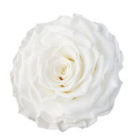 Roses éternelles 7-8 cm, boîte de 3 pièces, toucher naturel, longue durée, 3-5 ans, décoration de Noël