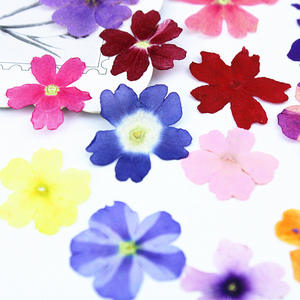 100 pièces/paquet de fleurs de <span class=keywords><strong>verveine</strong></span> séchées et pressées, pétales naturels, spécimens pour la résine, coque de téléphone DIY, bijoux pour le visage, sans danger pour la peau - Product Image 4