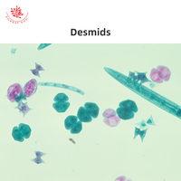Beginner's Protozoan Microscope Slide Set