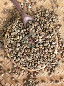 Robusta Vietnam Tamaño 16 Granos de café verde A 60kg A Plus 95 a 99% Pureza Bolsas a granel de alta calidad - Product Image 6