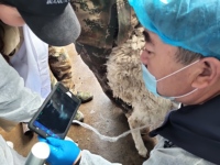 Équipement d'ultrason portable basé sur des applications, équipement de vétérinaire à écran tactile