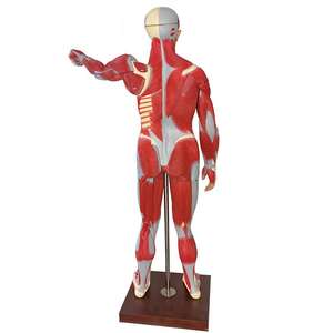 आंतरिक अंगों के साथ मानव मांसपेशी शरीर रचना मॉडल, 170 सेमी जीवन-आकार शारीरिक शिक्षण मॉडल - Product Image 6