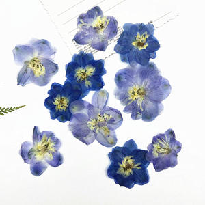 Véritable Delphinium Fleurs Pressées En Vrac pour Résine Bijoux Téléphone Cas Décor De Noce Faveur Fournitures - Product Image 2