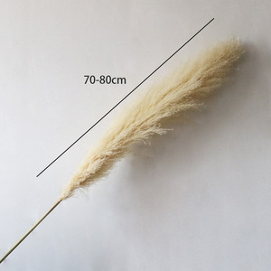 Décoration de mariage bohème en gros, décoration de Noël, grande plume de <span class=keywords><strong>pampas</strong></span> séchée, faite à la main, 150 cm, herbe naturelle préservée séchée - Product Image 5