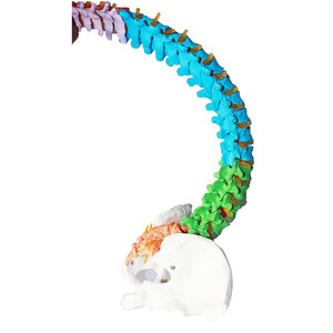 Modelo Didáctico de Columna Vertebral Humana de 85 cm con Nervios, Arterias y Pelvis, Modelo de Columna Vertebral para Enseñanza de Anatomía Humana - Product Image 2
