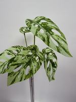 Feuilles d'algues artificielles, fausse verdure, tige unique, 5 têtes, plante de simulation, décoration de centre de table pour la maison et les mariages