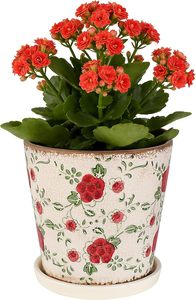 Pots à fleurs en céramique émaillée <span class=keywords><strong>pour</strong></span> sol, 5,5 pouces, petit design effet craquelé, avec trou de drainage et <span class=keywords><strong>soucoupe</strong></span> <span class=keywords><strong>pour</strong></span> plantes bonsaï - Product Image 2