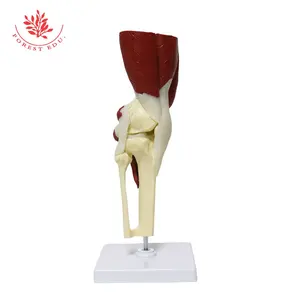 Модель коленного сустава с мышцами 1:1, модель коленного сустава в натуральную величину с мышцами для медицинских целей, функциональная модель ортопедического скелета