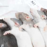 Ratón Entero Congelado de Primera Calidad, Alto en Proteínas, Grado de Fabricación, para Serpientes de Raza Pequeña, Alimentación en Zoológicos, Salud Digestiva, 18 Meses de Caducidad