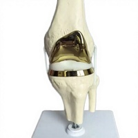 Modèle d'os fémoral, modèle anatomique de l'articulation du genou, mannequin en PVC, modèle de squelette médical, science médicale, fabriqué en Chine