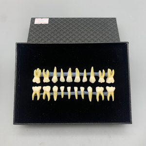 Trình diễn thực hành sinh viên hố và nứt với mô hình thay thế răng trẻ em hai màu - Product Image 5