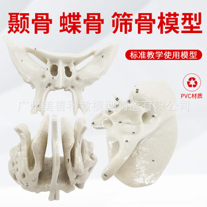 Modelo esquelético ampliado del hueso temporal, hueso esfenoidal y hueso etmoidal; modelo de anatomía esquelética humana; modelo médico ortopédico - Product Image 3