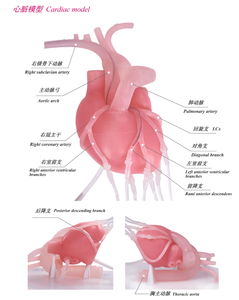 Simulateur <span class=keywords><strong>de</strong></span> formation en intervention coronaire percutée avec cœur battant pour <span class=keywords><strong>la</strong></span> formation aux procédures interventionnelles cardiovasculaires - Product Image 6