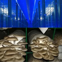 Chambre de culture de champignons à température et humidité constantes, conteneur de culture de champignons