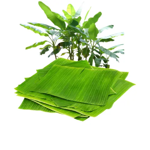 [OFERTA CALIENTE]-HOJA DE BANANA FRESCA CON HOJAS DE BANANA FRESCAS/CONGELADAS DE ALTA CALIDAD PARA EMBALAR/ENVASAR EXPORTACIÓN EN VIETNAM