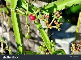 ผงสกัด Cissus Quadrangularis จากธรรมชาติบริสุทธิ์100% - Product Image 3