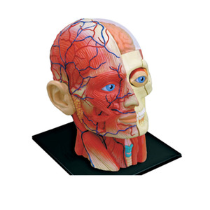 Modelo Anatómico 4D del Nervio Craneal Humano, Músculos y Órganos del Cabeza para Enseñanza Médica - Product Image 1