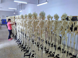 Tıp bilimleri 170cm temel insan iskelet modeli sinirler ve bağlar - Product Image 2