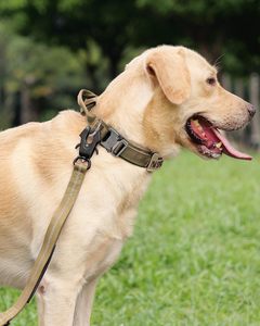 Personalized Logo & Color Nylon Solid Color Dog <b>Collar</b> and Leash Set for Medium/Large Dogs Tactical Training - Product Image 3