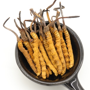 Extrait de Cordyceps militaris du Tibet Tianshi Cordyceps en poudre produit naturel Cordyceps sinensis - Product Image 6