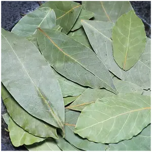 Top Quality Dried Bay Leaf Bay Leaf Spice Herbs