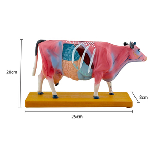 Corps de bétail <span class=keywords><strong>Acupuncture</strong></span> Modèle ZM3017 - Product Image 2