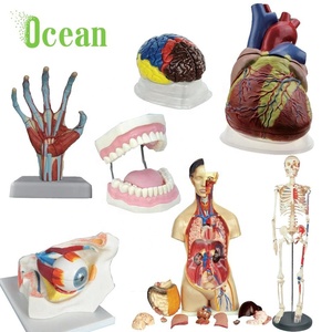หัวใจมนุษย์5ครั้งขยายกายวิภาคสำหรับการสอน - Product Image 4