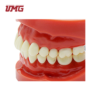 Modèle standard de dentition amovible en plastique pour l'éducation dentaire - Product Image 3