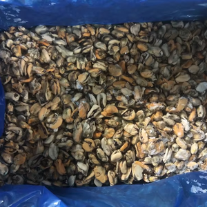 Carne congelata mytilus edulis prezzo di fabbrica carne cozze senza <span class=keywords><strong>guscio</strong></span> - Product Image 1