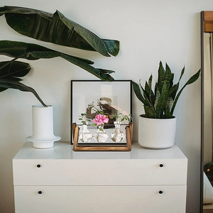 Terrario de Escritorio para Plantas Aéreas con Base de Madera Sólida y Florero de Vidrio para Propagación de Plantas - Product Image 6