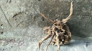 Goedkope Bonsai Aquarium Van Drijfhout Wortels Groothandel - Product Image 3