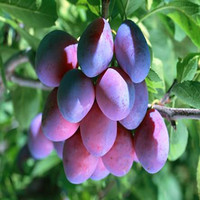 Hoogwaardige GMP ISO9001 Kosher Food Grade Zure Pruimenpoeder Natuurlijk Fruitextract Oplosmiddel-geëxtraheerd 100% Water Vacuüm Verpakt