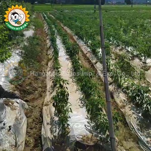 Film de paillage opaque en PE argenté pour jardin, élimination des mauvaises herbes, régulation de la température du sol, contrôle des insectes - Product Image 3