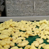 Exportkwaliteit IQF Diepvries Gehele Gember 100% Natuurlijk Gemengd Kasproduct Speciale Vorm 2 Jaar Houdbaarheid Bulk Vietnam 1kg Zak Eetbaar