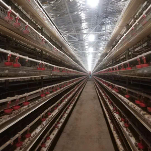 Poultry Equipment for Quail Quail Cage Poultry House Hot Galvanized or Plastic Coating Farms Bird Nigeria Complete Automatic 720