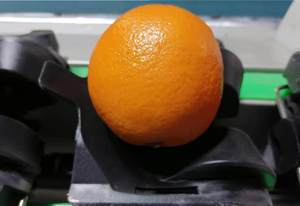 Selezionatrice digitale ad alta velocità del peso della macchina imballatrice di classificazione del pomodoro dell'acciaio inossidabile 304 - Product Image 4