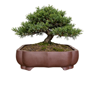 Pot à Bonsaï Créatif en Argile Violette de Yixing Écologique, Forme Originale, Design <span class=keywords><strong>Moderne</strong></span>, <span class=keywords><strong>Décoration</strong></span> Maison et <span class=keywords><strong>Jardin</strong></span>, Jardinières - Product Image 1