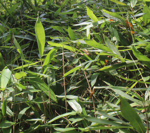 Feuille d'Indocalamus <span class=keywords><strong>de</strong></span> <span class=keywords><strong>bambou</strong></span> entier naturel vert séché brut <span class=keywords><strong>de</strong></span> qualité supérieure - Product Image 6