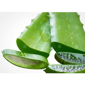 Foglia di Aloe Vera per il prodotto in foglia di Aloe Vera alta qualità Gel di Aloe Vera - Product Image 1