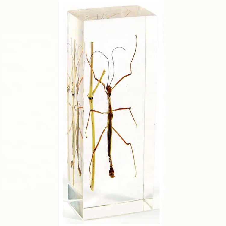Real Stick Insect Plastic Resin Specimens