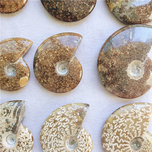 Commercio all'ingrosso Naturale Ammonite Fossil Lumaca Conch Fossil pietre e cristalli per la decorazione - Product Image 6