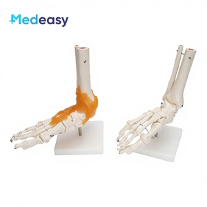Modelo de Esqueleto Humano de PVC Medeasy, Modelo Anatómico de Articulación del Pie, Herramienta para la Enseñanza de Ciencias Médicas a Estudiantes - Product Image 3