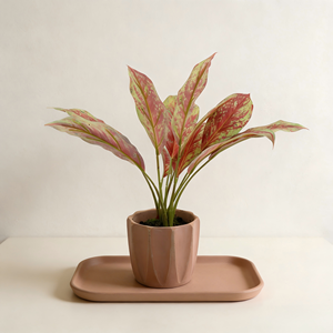 Nouvelle plante artificielle Aglaonema en pot de ciment, fausse reine rouge argentée, plante chinoise à feuilles persistantes pour coin intérieur - Product Image 2