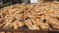 Gingembre jaune frais cru de 3 ans, soigneusement sélectionné, en gros morceaux solides, petit gingembre Huang naturel pour la cuisine et les épices