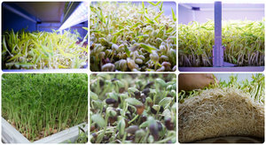 Petit système hydroponique Microgreen à croissance verticale d'intérieur Micro support de culture d'herbe verte - Product Image 6
