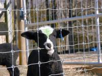 Grillage en fil d'acier à faible teneur en carbone galvanisé à chaud à haute résistance, à mailles carrées nouées, pour clôture de bétail en ferme, ranch et pâturage