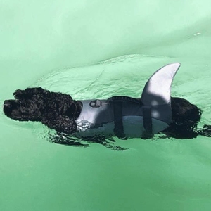 Chaleco salvavidas de aleta de tiburón para perros Ripstop 600D Oxford mango de seguridad anillo en <span class=keywords><strong>D</strong></span> divertido seguro para aventuras acuáticas productos para mascotas más vendidos - Product Image 2