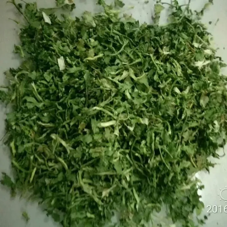 Hojas secas de cilantro deshidratado